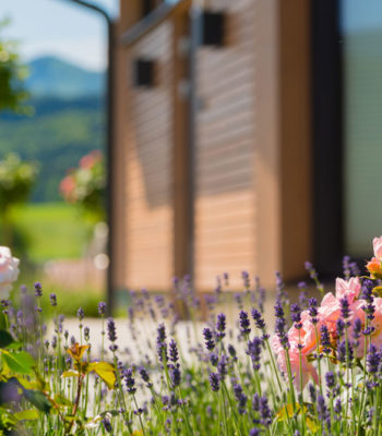 garten-der-rose-1 Garten der Rose - Detailbild Blumen