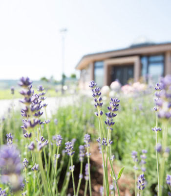 garten-der-rose-2 Garten der Rose - Detailbild Lavendel