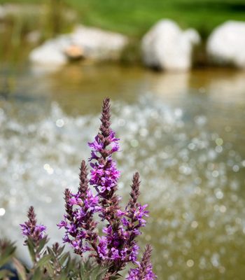 image-garten-der-ruhe-wiese-2025 garten-der-ruhe-wiese